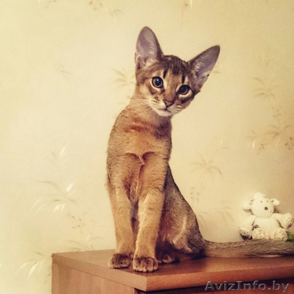 Лучший котёнок  - Изображение #3, Объявление #1506721