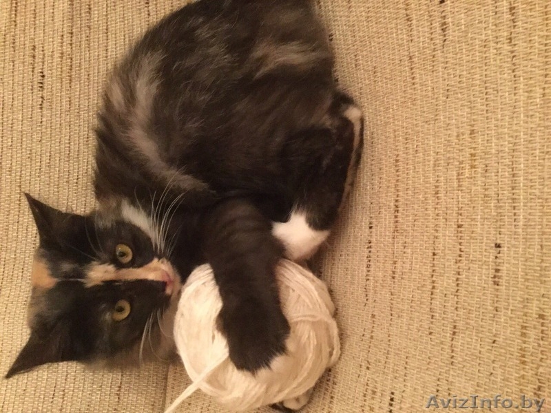 МИНСК.Отдадим котят в дар - Изображение #5, Объявление #1505005