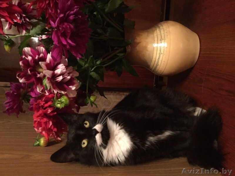 МИНСК.Отдадим котят в дар - Изображение #6, Объявление #1505005