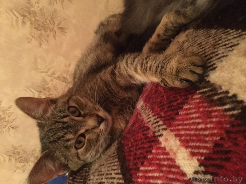 МИНСК.Отдадим котят в дар - Изображение #7, Объявление #1505005