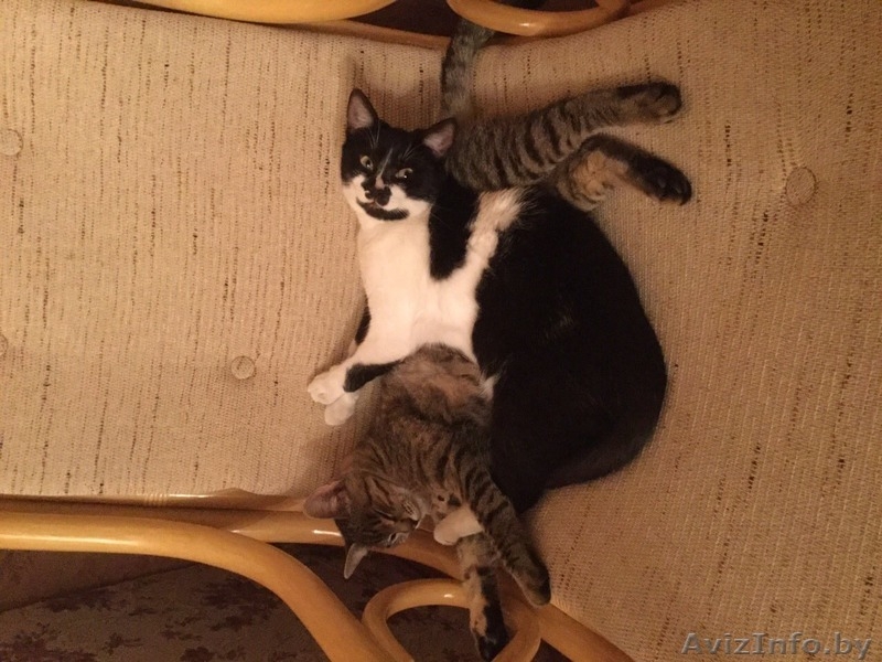 МИНСК.Отдадим котят в дар - Изображение #8, Объявление #1505005