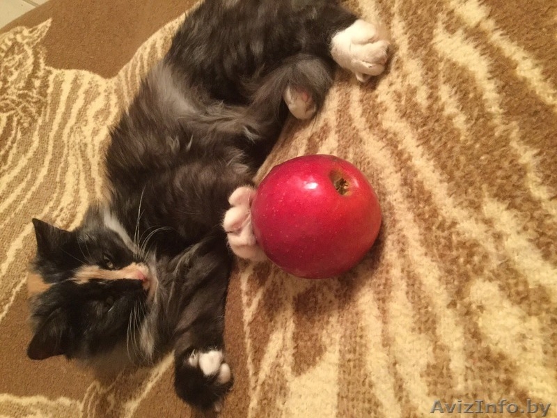 МИНСК.Отдадим котят в дар - Изображение #9, Объявление #1505005