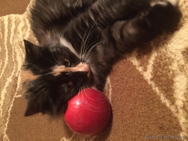 МИНСК.Отдадим котят в дар - Изображение #10, Объявление #1505005