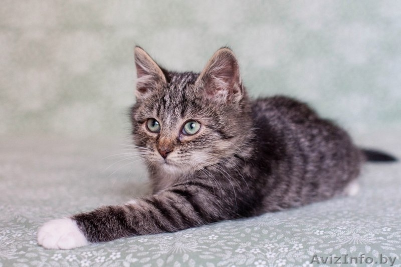 Позитивный пушистик Кузя, около 2х месяцев, в дар! - Изображение #5, Объявление #1508006