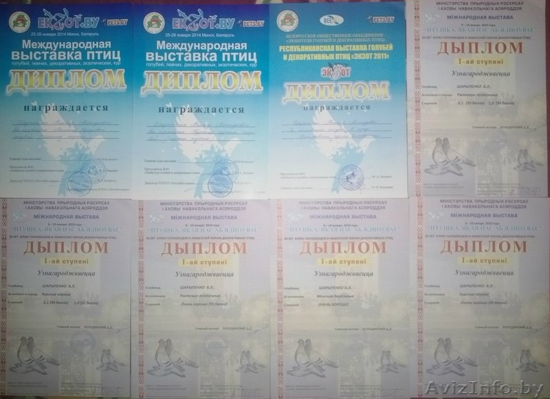 Голуби домашние породистые разные (в Минске).Шарыпенко Виктор Минские берёзовые - Изображение #10, Объявление #1505377