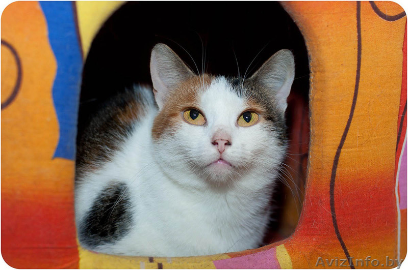 Динка - миниатюрная трехцветная кошечка в дар! - Изображение #3, Объявление #1508995