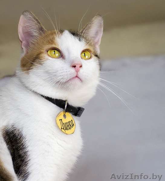 Динка - миниатюрная трехцветная кошечка в дар! - Изображение #4, Объявление #1508995