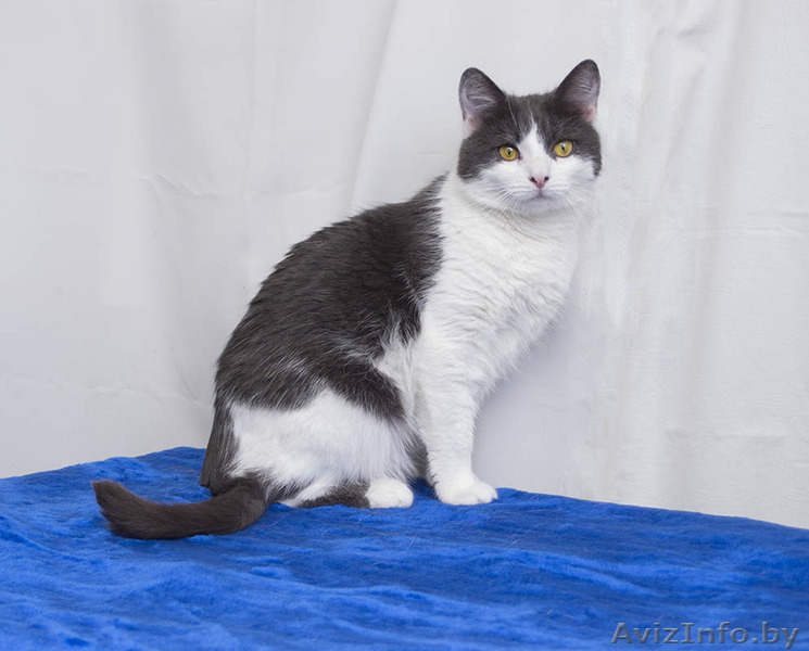 Шуня - плюшевая кошка в дар! - Изображение #5, Объявление #1505014