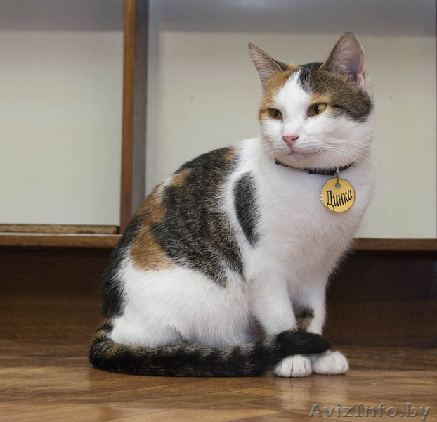 Динка - миниатюрная трехцветная кошечка в дар! - Изображение #5, Объявление #1508995