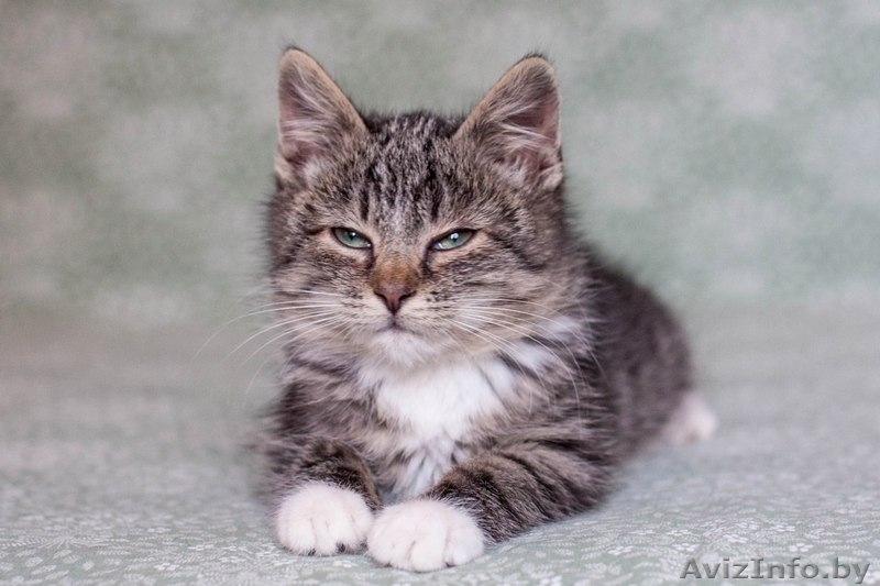 Позитивный пушистик Кузя, около 2х месяцев, в дар! - Изображение #6, Объявление #1508006