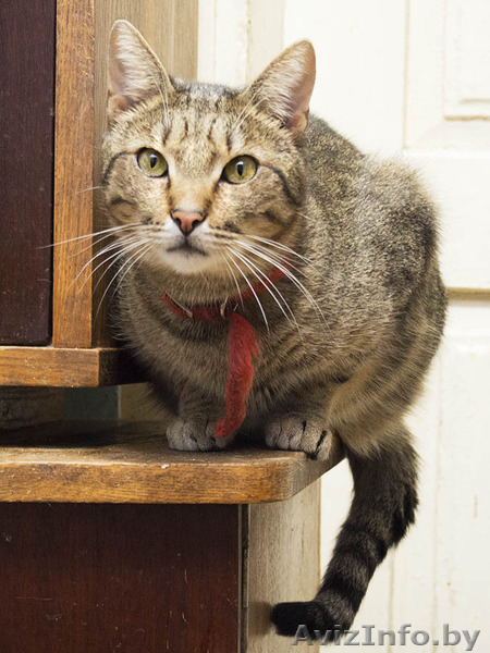 Мишка - крупный самостоятельный котик в дар! - Изображение #3, Объявление #1504060