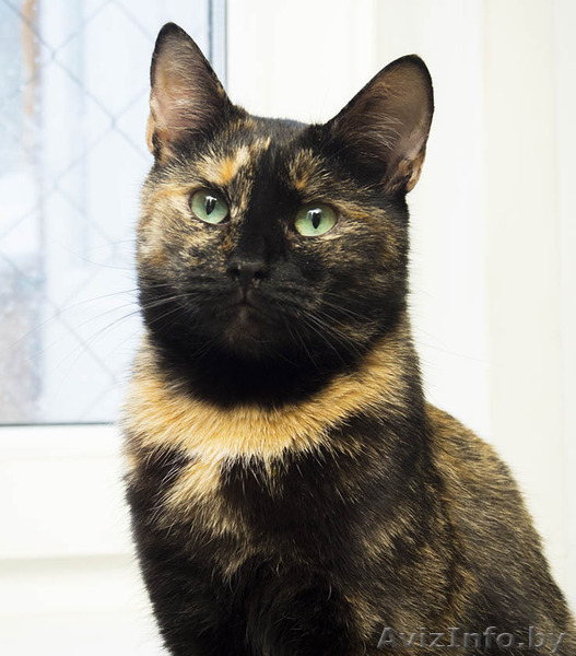 Нора - идеальная домашняя кошечка в дар! - Изображение #5, Объявление #1510095