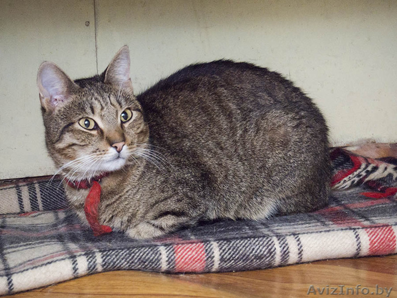 Мишка - крупный самостоятельный котик в дар! - Изображение #4, Объявление #1504060