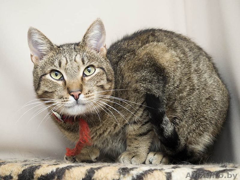 Мишка - крупный самостоятельный котик в дар! - Изображение #5, Объявление #1504060