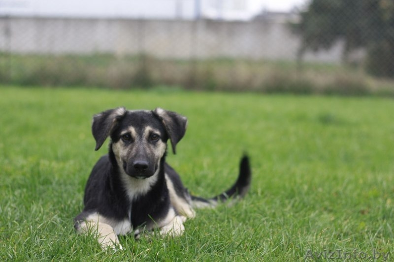 Валенсия в добрые руки - Изображение #3, Объявление #1505621
