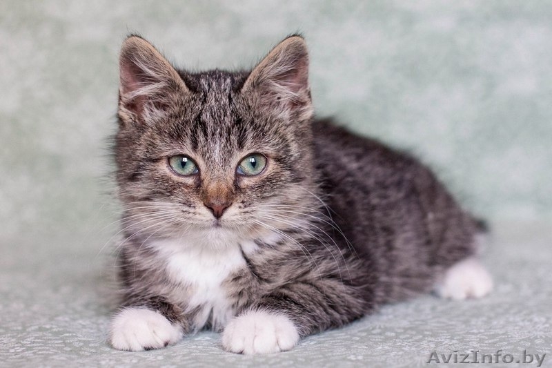 Позитивный пушистик Кузя, около 2х месяцев, в дар! - Изображение #7, Объявление #1508006