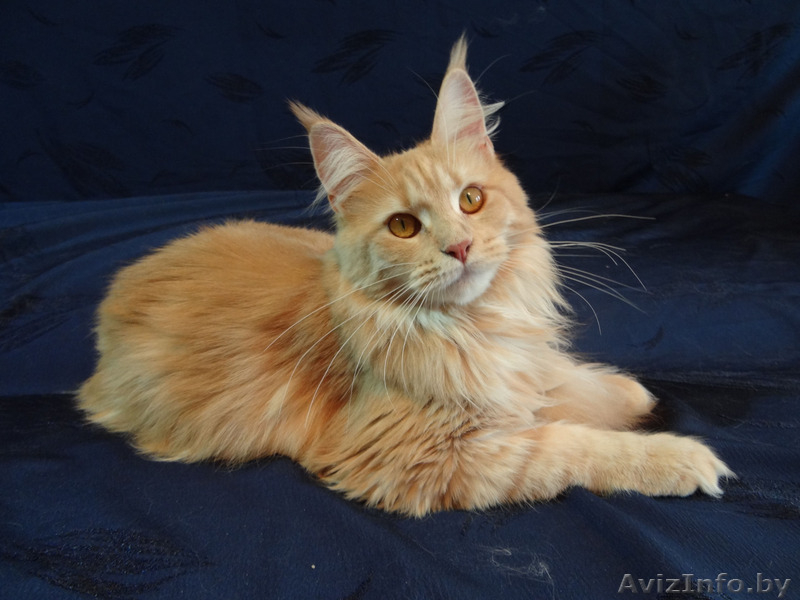 Кошечка Мейн-кун - Изображение #3, Объявление #1514697