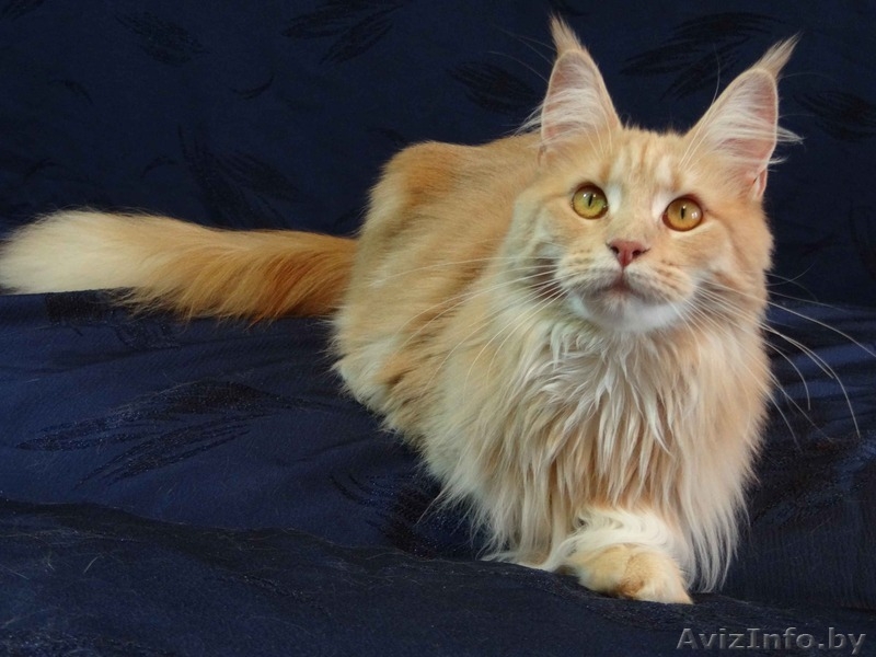 Кошечка Мейн-кун - Изображение #8, Объявление #1514697