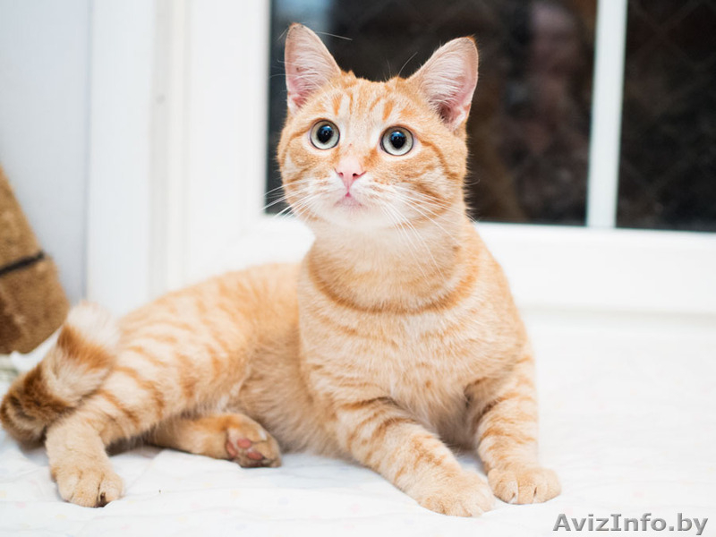 Рон - солнечный котик в добрые руки!  - Изображение #4, Объявление #1515475