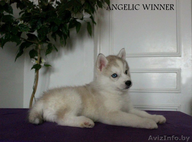 сибирские хаски с документами - Изображение #3, Объявление #1517793