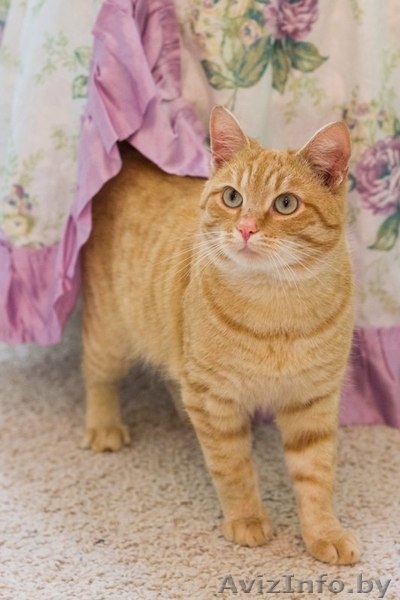 Рон - солнечный котик в добрые руки!  - Изображение #5, Объявление #1515475