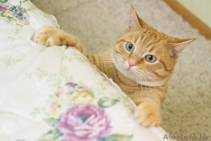 Рон - солнечный котик в добрые руки!  - Изображение #3, Объявление #1515475