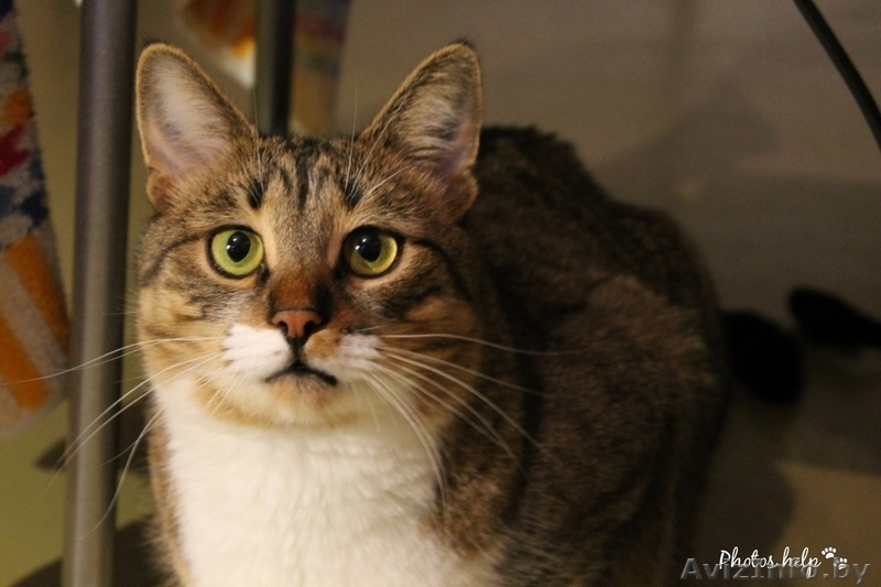 Барсик - уютный и домашний котик в дар!  - Изображение #3, Объявление #1515474