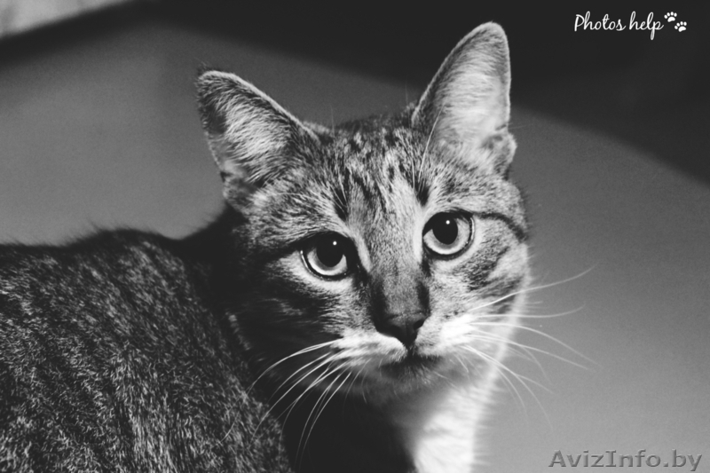 Барсик - уютный и домашний котик в дар!  - Изображение #4, Объявление #1515474