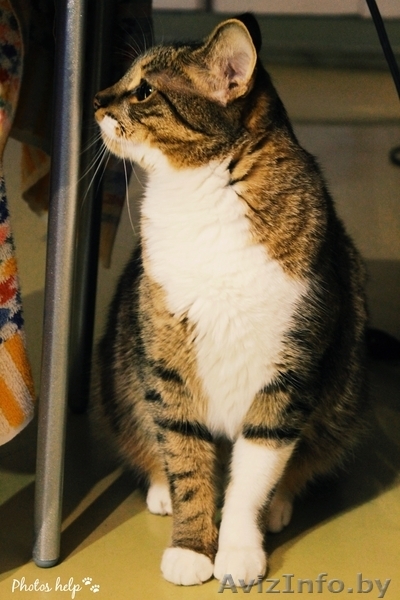 Барсик - уютный и домашний котик в дар!  - Изображение #5, Объявление #1515474