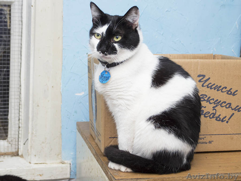 Мурзик - безумно ласковый черно-белый котик в дар! - Изображение #4, Объявление #1515473