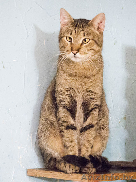 Гриша - трогательный косоглазый котик в дар! - Изображение #5, Объявление #1515472