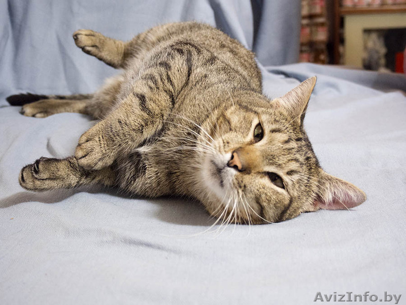 Гриша - трогательный косоглазый котик в дар! - Изображение #4, Объявление #1515472