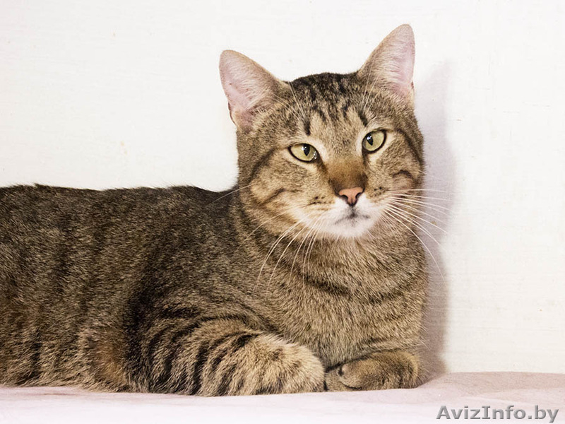 Гриша - трогательный косоглазый котик в дар! - Изображение #3, Объявление #1515472