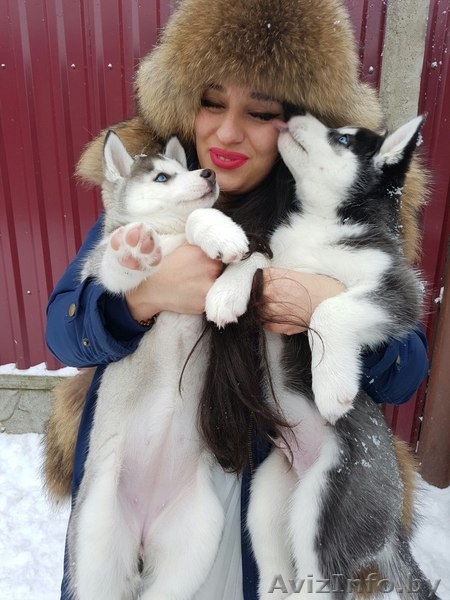 Чистопородные щенки Сибирской Хаски - Изображение #3, Объявление #1522389