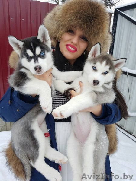 Чистопородные щенки Сибирской Хаски - Изображение #6, Объявление #1522389