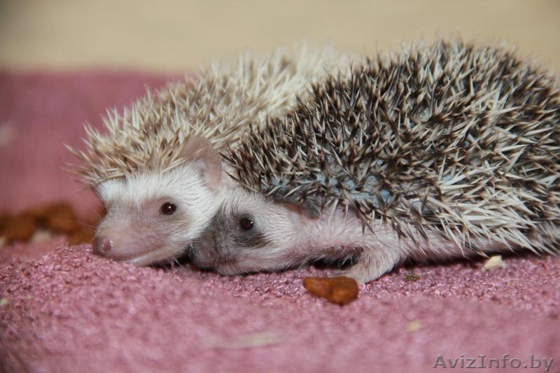 Африканские карликовые ежи - Изображение #3, Объявление #1524095