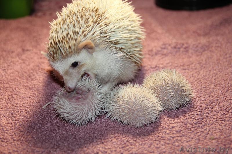 Африканские карликовые ежи - Изображение #4, Объявление #1524095