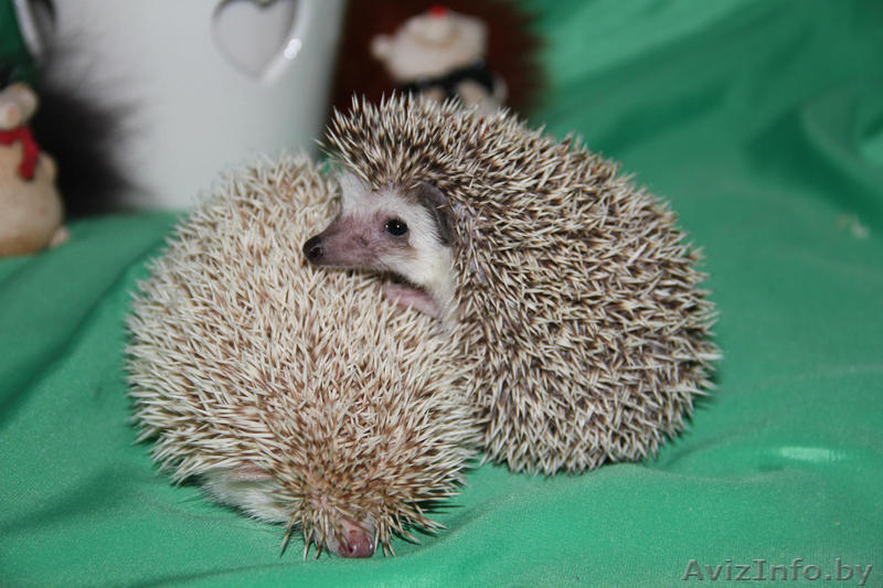 Африканские карликовые ежи - Изображение #5, Объявление #1524095