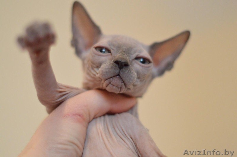 Мальчик Канадский Сфинкс - Изображение #3, Объявление #1524106