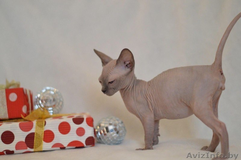 Мальчик Канадский Сфинкс - Изображение #4, Объявление #1524106