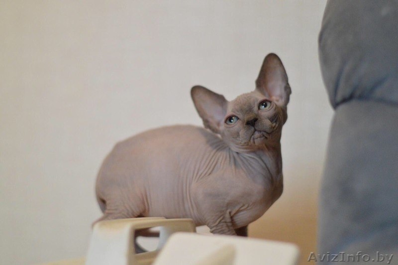 Мальчик Канадский Сфинкс - Изображение #5, Объявление #1524106