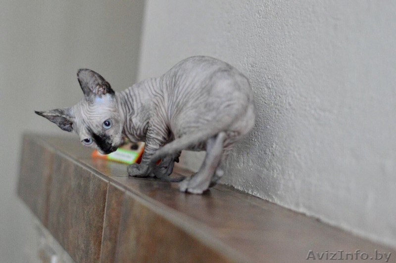 Девочка Канадский Сфинкс - Изображение #3, Объявление #1524109