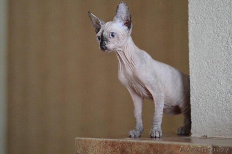 Девочка Канадский Сфинкс - Изображение #4, Объявление #1524109