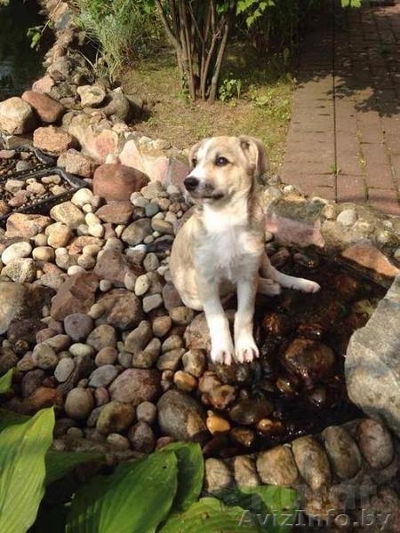 ЩЕНОК В ДАР - Изображение #4, Объявление #1527256