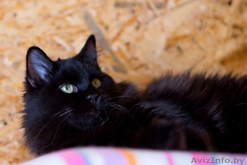 Черная Жемчужинка в дар - Изображение #4, Объявление #1522344