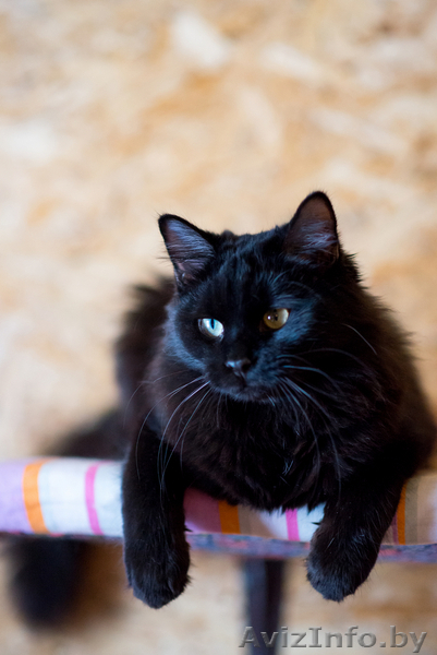 Черная Жемчужинка в дар - Изображение #2, Объявление #1522344