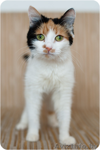 Купалинка - особенная красавица - Изображение #6, Объявление #1524931