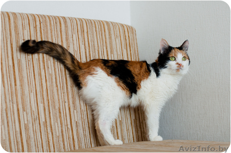 Купалинка - особенная красавица - Изображение #5, Объявление #1524931