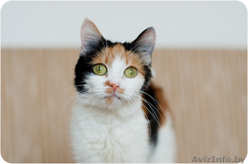 Купалинка - особенная красавица - Изображение #4, Объявление #1524931