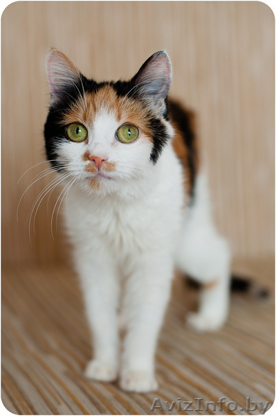 Купалинка - особенная красавица - Изображение #3, Объявление #1524931